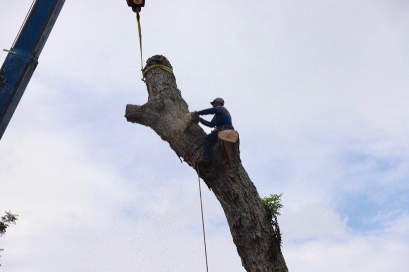 Climber on the trunk with the crane hook