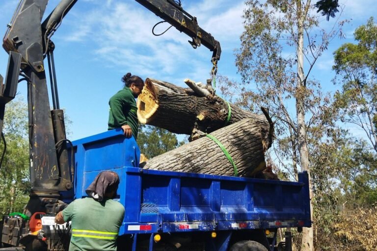 Tree King crew removing a large fallen tree
