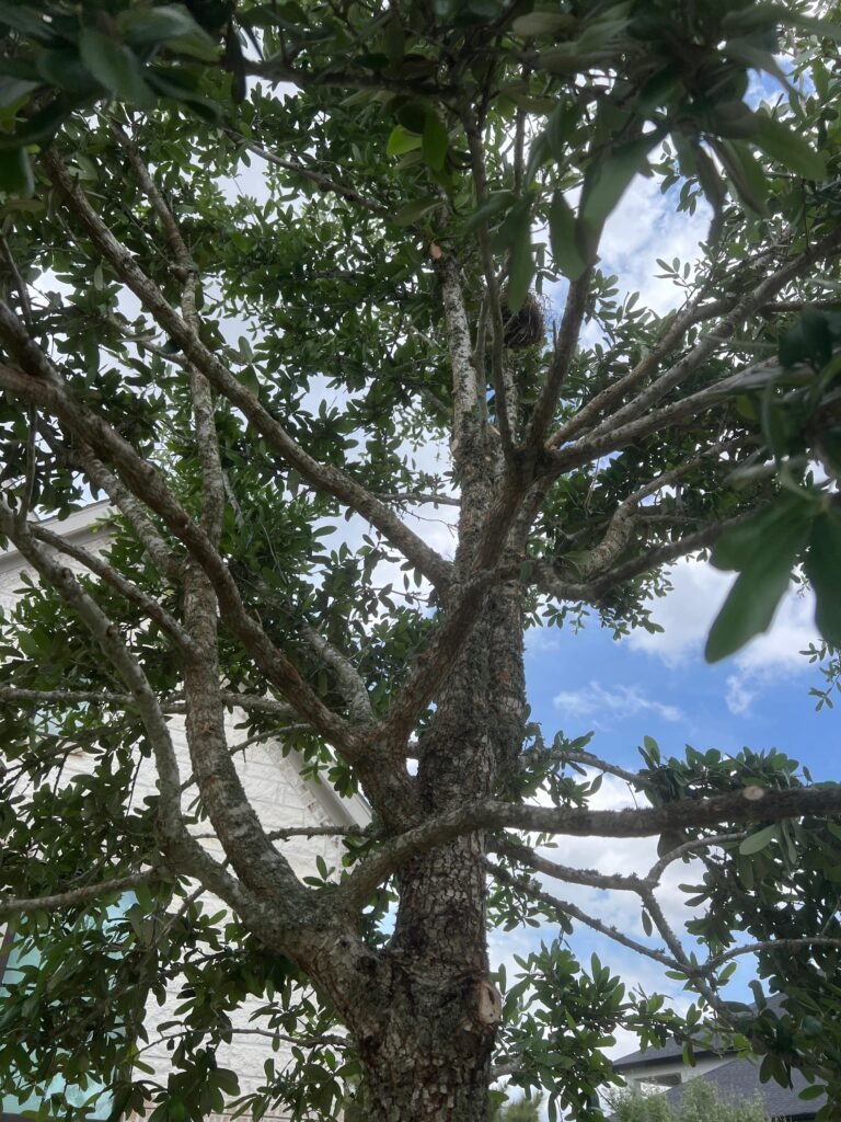 Well-pruned oak canopy with open, even structure