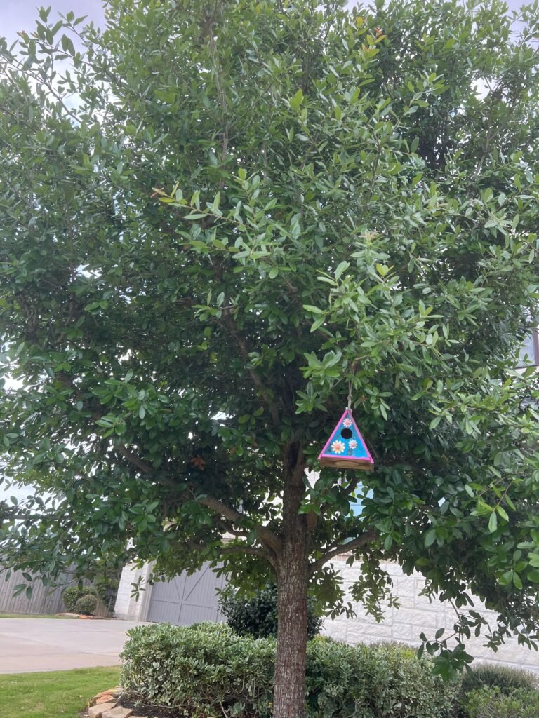 Neatly pruned shade tree in a Katy neighborhood