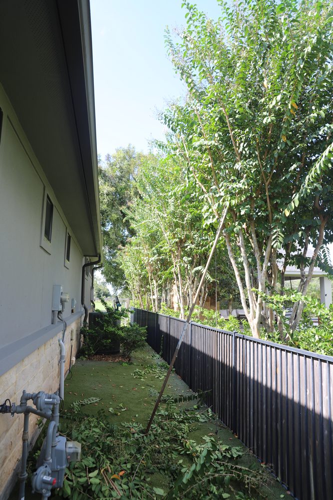 Row of crape myrtles along a Weston Lakes side yard after thinning