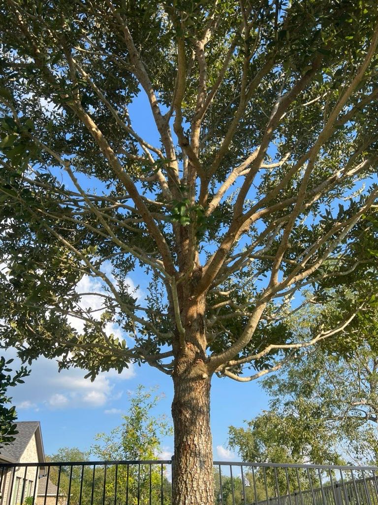 Roble vivo después de la poda estructural en Weston Lakes, TX