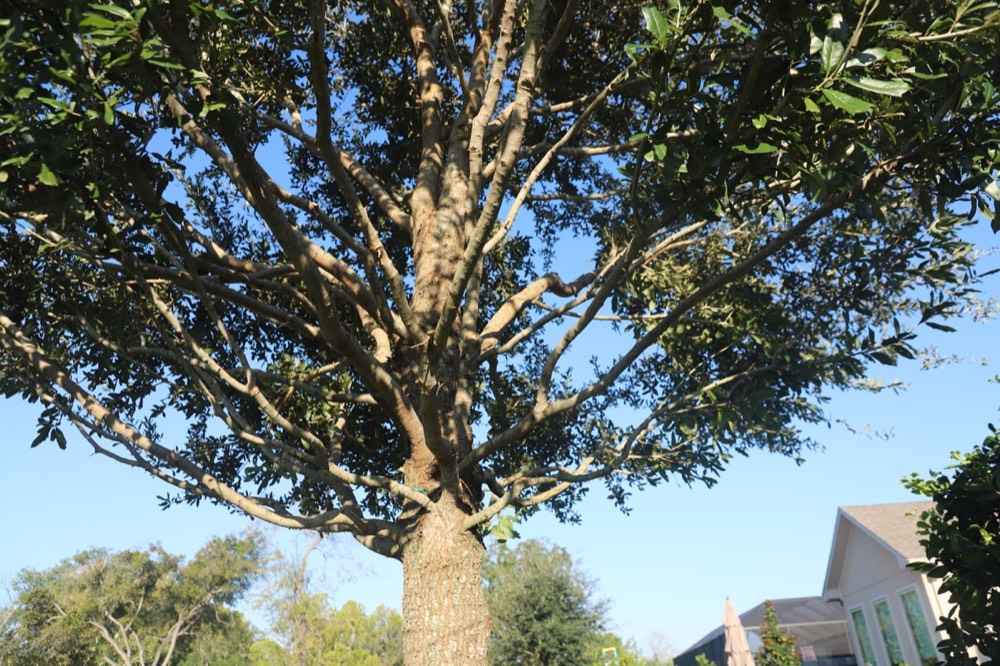 Вид снизу вверх сквозь дуб в Weston Lakes после обрезки