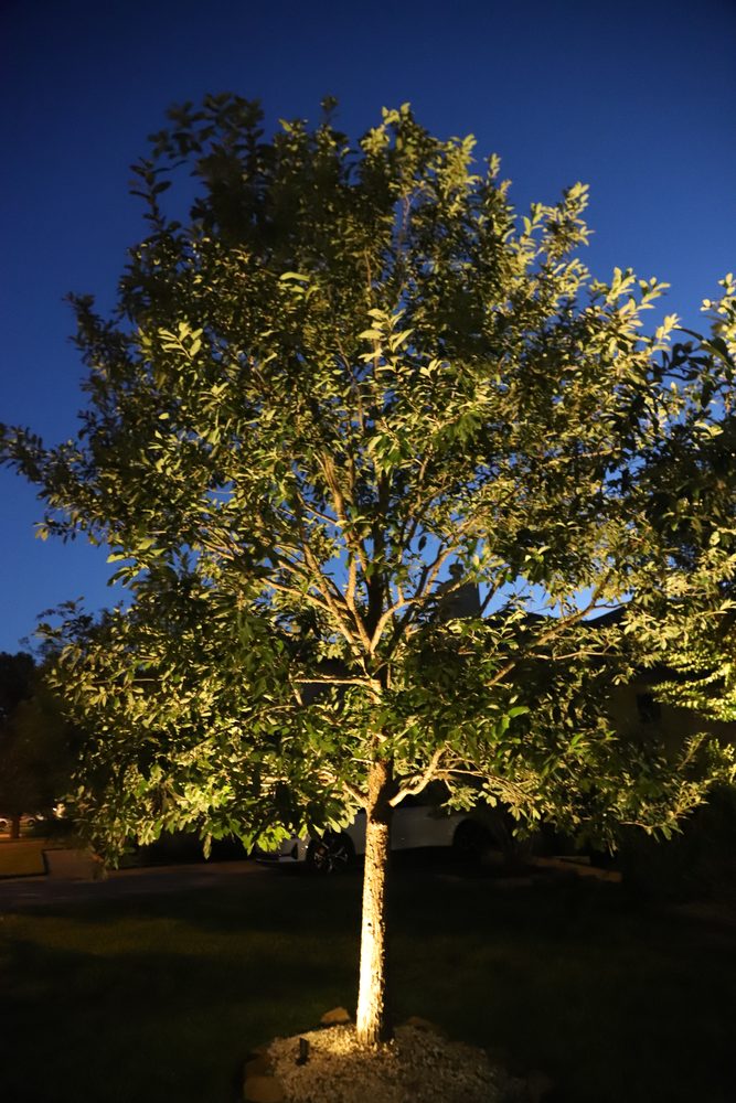 Árbol de sombra del frente después del aclareo, iluminado al anochecer en Weston Lakes