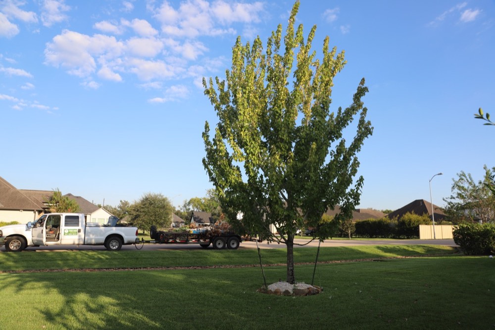 Camioneta y remolque de Tree King junto a un árbol de sombra joven después de la poda en Weston Lakes